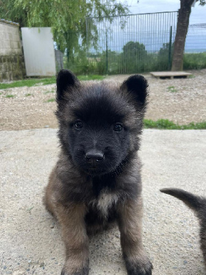 CHIOT 6