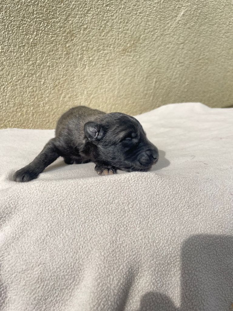 De La Foret Noir Et Feu - Chiots disponibles - Berger Belge