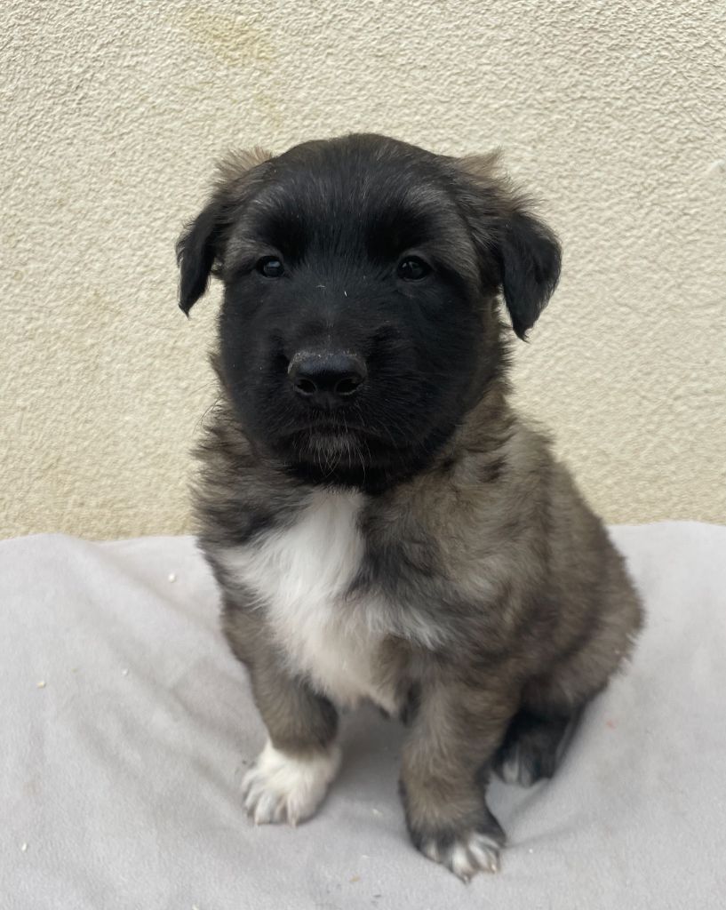 De La Foret Noir Et Feu - Chiots disponibles - Berger Belge