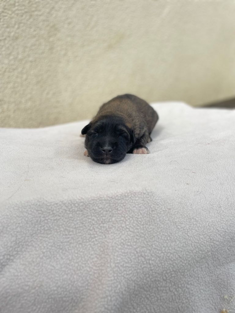 De La Foret Noir Et Feu - Chiots disponibles - Berger Belge