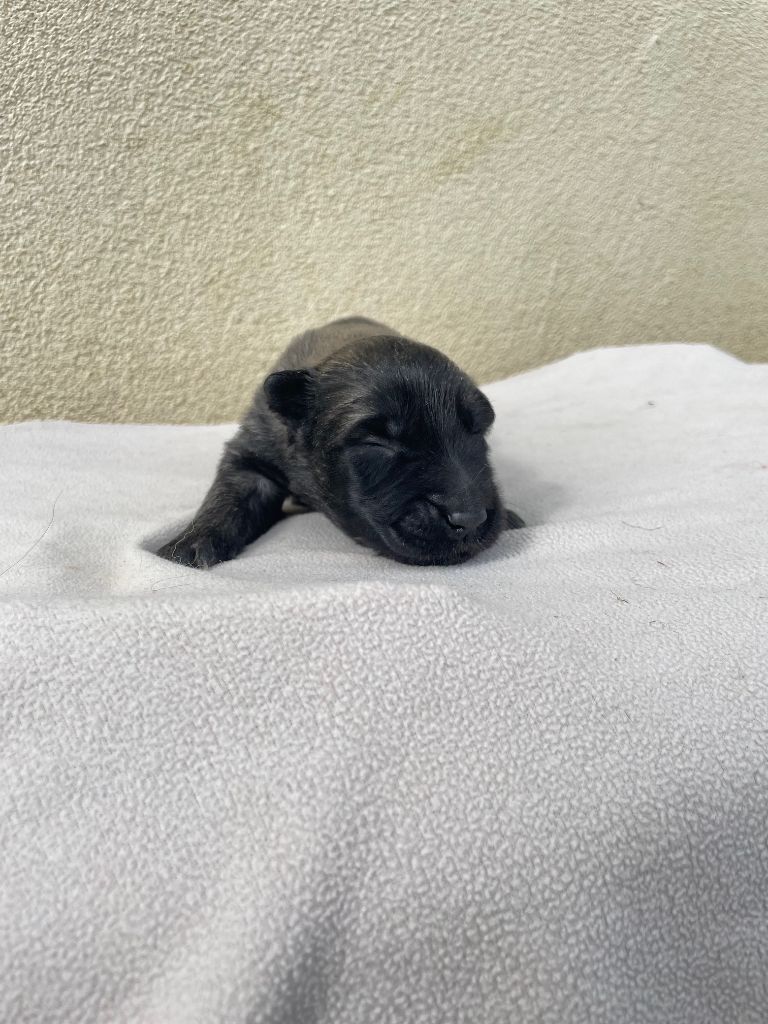 De La Foret Noir Et Feu - Chiots disponibles - Berger Belge