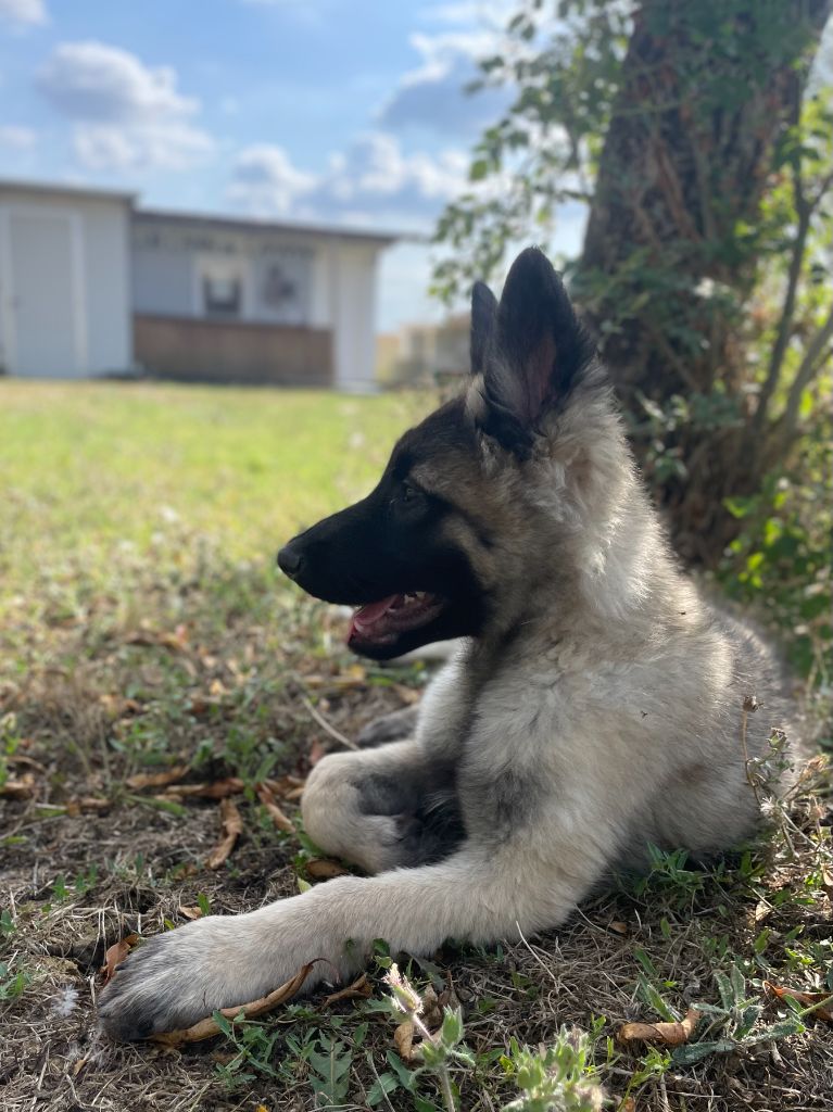 De La Foret Noir Et Feu - Chiots disponibles - Berger Belge