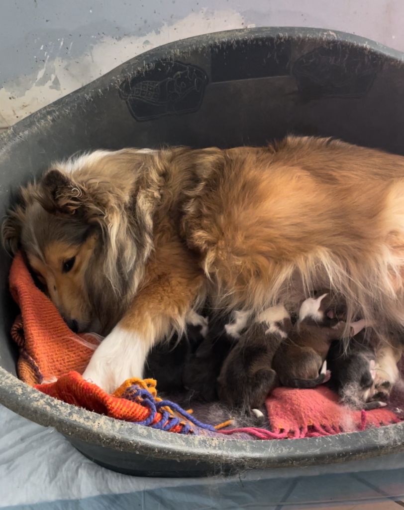 Chiot Shetland Sheepdog De La Foret Noir Et Feu