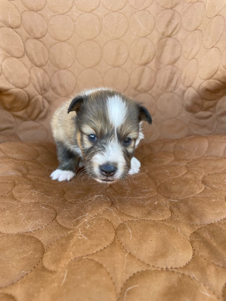 De La Foret Noir Et Feu - Chiots disponibles - Shetland Sheepdog