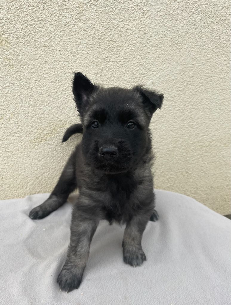 De La Foret Noir Et Feu - Chiots disponibles - Berger Belge
