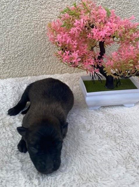 De La Foret Noir Et Feu - Chiots disponibles - Berger Belge