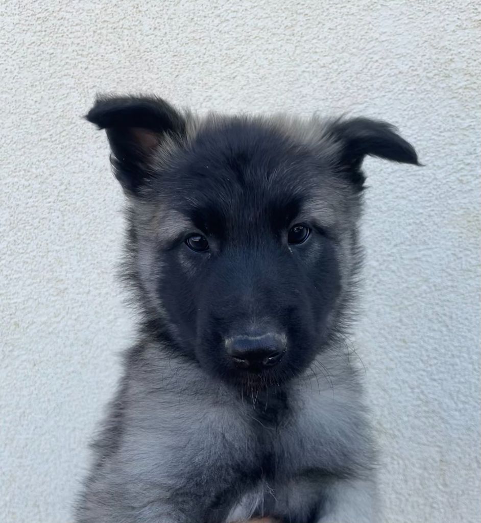 De La Foret Noir Et Feu - Chiots disponibles - Berger Belge