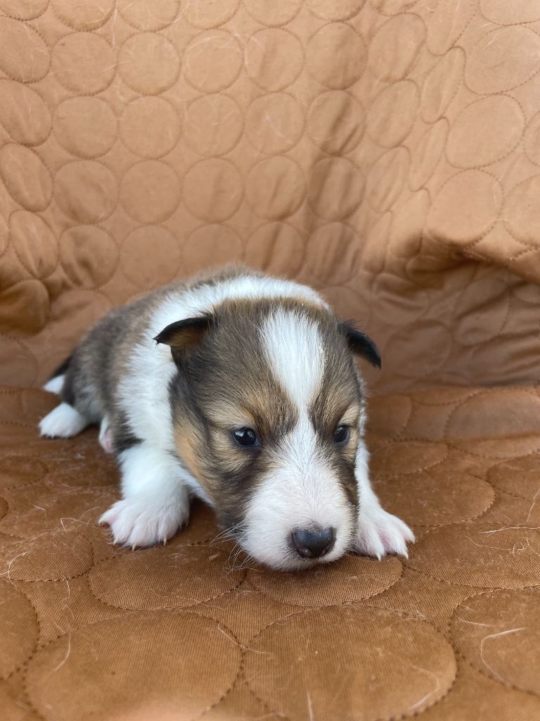 De La Foret Noir Et Feu - Chiots disponibles - Shetland Sheepdog