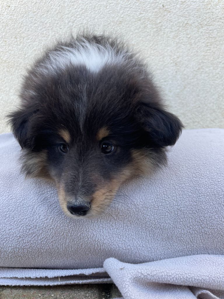 De La Foret Noir Et Feu - Chiots disponibles - Shetland Sheepdog