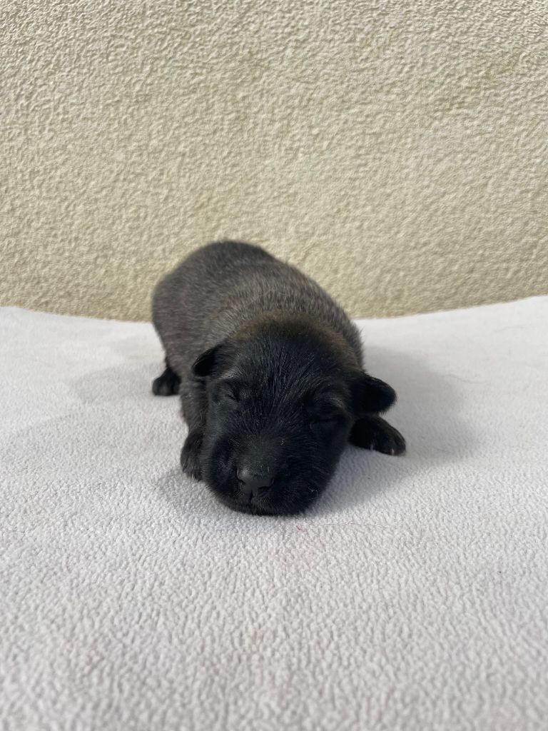 De La Foret Noir Et Feu - Chiots disponibles - Berger Belge